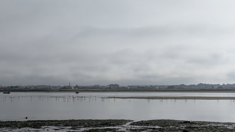 A wide view of the Ria de Aveiro lagoon under an overcast sky with birds in the shallows. — Ria de Aveiro (Costa Nova), Ílhavo, Portugal
