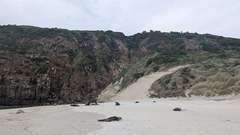 A wide view of Sandfly Bay beach with sand dunes, hills, and seals resting on the sand. — Baía Sandfly (Dunedin), Dunedin, Otago, New Zealand