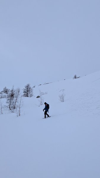 A person walks on snowshoes up a snowy hill with sparse trees. — Lillevann (Buskerud), Haugastøl, Norway