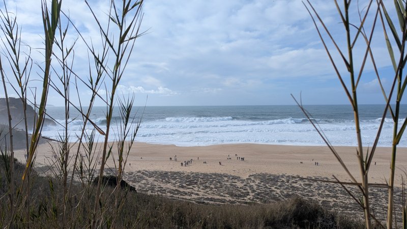 A wide-angle view of the beach and surf at Praia do Norte, seen through foreground reeds. — Praia do Norte (North Beach), Nazaré, Portugal