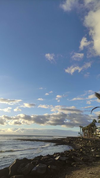 A view of the rocky coastline and palm trees at El Conquistador. — El Conquistador (Las Américas), Arona, Canary Islands, Spain