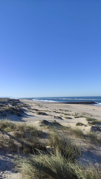 A wide view of the sandy beach and dunes at Praia de Mira under a clear blue sky.